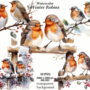 Clipart de Robins de inverno, 10 PNGs de alta qualidade, download digital instantâneo | Criação de cartões, clipart de animais, artesanato em papel digital | #1350