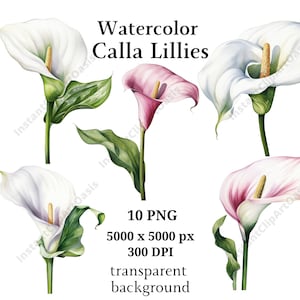 Calla Lillies Clipart, 10 PNGs de alta qualidade, arte botânica, download digital, criação de cartões, registro no diário, artesanato em papel digital | #973