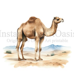 Acquerello Camel Clipart, 11 JPG di alta qualità, Download digitale / Creazione di carte, Clipart animali, Mestiere di carta digitale / #848