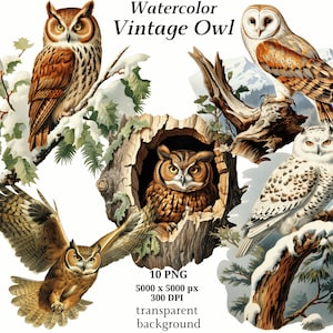 Vintage Eule Clipart, 10 hochwertige PNGs, digitaler Download | Kartenherstellung, Vintage Vogel Clipart, Digitales Papier Handwerk, Journaling | #1322
