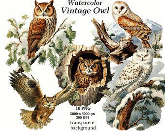 Vintage Owl Clipart, 10 High Quality PNGs, Digital Download | Card Making, Vintage Bird Clipart, Digital Paper Craft, Journaling | #1322