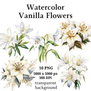 Vanilla Flowers Clipart, 10 PNG de haute qualité, Art botanique, Téléchargement numérique, Fabrication de cartes, Journalisation, Digital Paper Craft | #1064