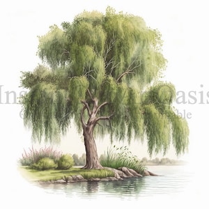 Willow Trees Clipart, 10 JPG de haute qualité, Art botanique, Téléchargement numérique, Fabrication de cartes, Journalisation, Artisanat en papier numérique | #292