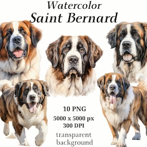 Sint Bernard clipart, 10 hoogwaardige PNG's, kwekerij, digitale planner, aquarel hond, kaart maken, journaling, digitale download #1247