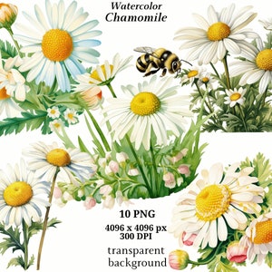 Chamomile Clipart, 10 High Quality PNGs, Botanical Clipart, Digital Planners, Junk Journals, Digital Download, Memory Books | #1374