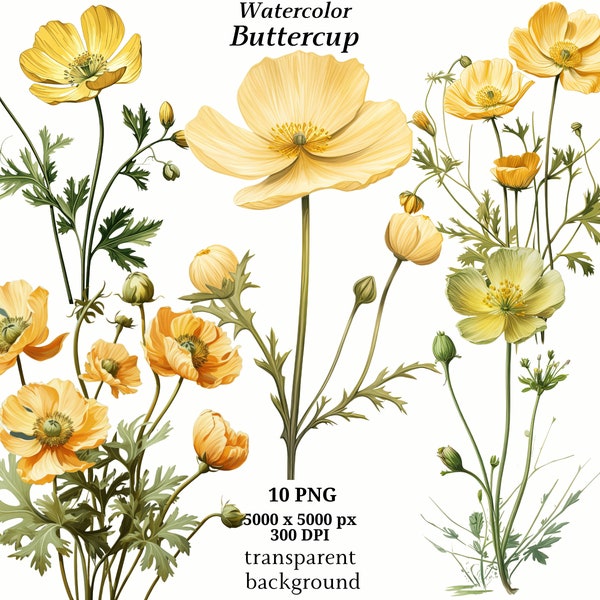 Buttercup Clipart, 10 High Quality PNGs, Botanical Art, Digital Download, Card Making, Journaling, Digital Paper Craft | #1358