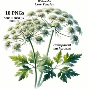 Könnte beinhalten: Aquarellmalerei von Wiesenbärenklau, einer Wildblume mit weißen Blüten und grünen Blättern. Die Blüten sind in Dolden zusammengefasst, und die Blätter sind zart und farnähnlich. Der Hintergrund ist transparent.