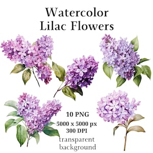 Imágenes Prediseñadas de flores lilas, 10 PNG de alta calidad, imágenes prediseñadas botánicas, planificadores digitales, diarios basura, descarga digital, libros de memoria / #1068