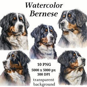 Bernese Clipart, 10 High Quality PNGs, Nursery Art, Digital Download, Card Making, Cute Animal Clipart, Paper Craft | #141