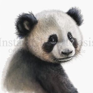 Bébé Panda Clipart, 10 JPG de haute qualité, Nursery Art, Téléchargement numérique, Fabrication de cartes, Clipart animal mignon, Digital Paper Craft | #113