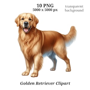 Clipart Golden Retriever / 10 PNG di alta qualità / Arte dell'asilo nido / Download digitale / Creazione di cartoline / Clipart per cani / Arte Golden Retriever / #1483