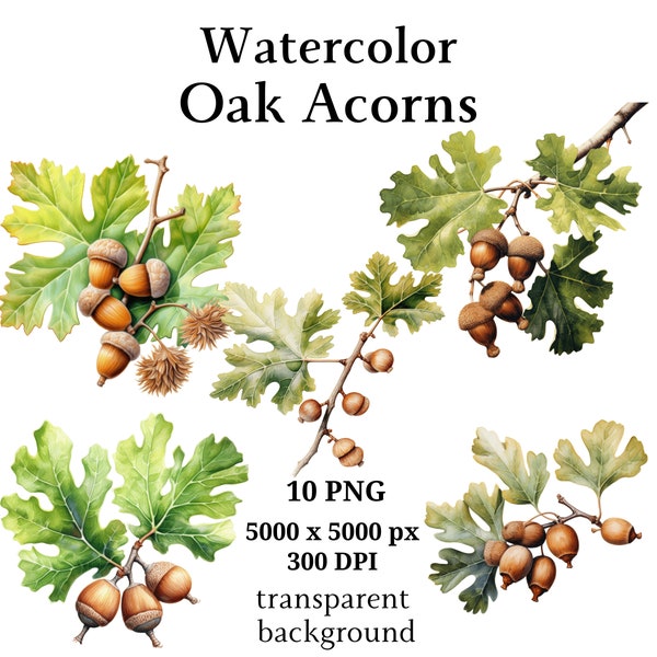 Oak Acorns Clipart, 10 High Quality PNGs, Botanical Clipart, Digital Planners, Junk Journals, Digital Download, Memory Books | #1093