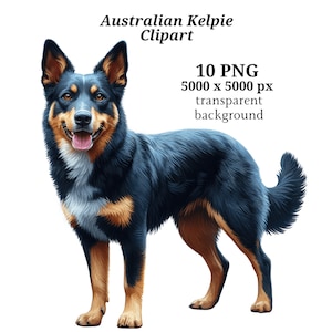 Australischer Kelpie Clipart, 10 hochwertige PNGs, Digitaler Planer, Aquarell australischer Kelpie, Kartenherstellung, digitaler Download #1470