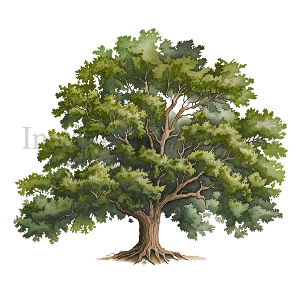 Oak Trees Clipart, 10 High Quality PNGs, Botanical Art, Digital Download, Card Making, Journaling, Digital Paper Craft | #269
