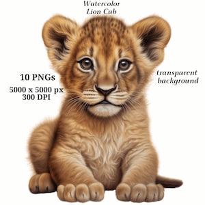 Clipart de filhote de leão fofo, 10 PNGs de alta qualidade, download digital instantâneo, aquarela, criação de cartões, clipart Safary, artesanato em papel digital | #1388