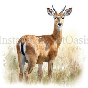 以下が含まれることがあります： 長い脚と尻尾に白い斑点のある茶色と白のアンテロープの水彩画。アンテロープは背の高い草のフィールドに立っています。