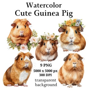 Cute Guinea Pig Clipart, 9 PNG de alta calidad, arte de vivero / fabricación de tarjetas, Clip Art, Cute Guinea Pig Print, Digital Paper Craft / #998