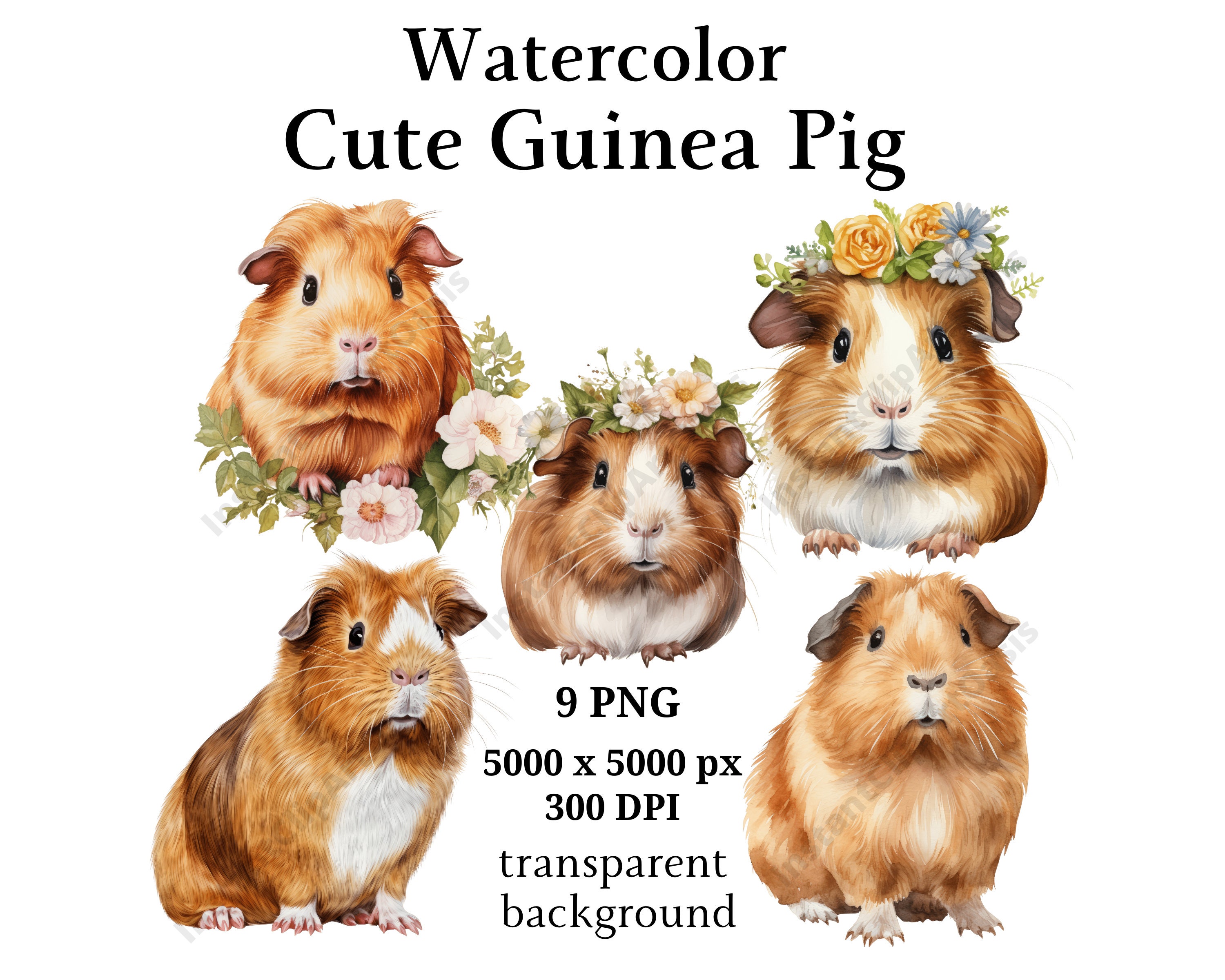 Cute Guinea Pig Clipart, 9 High Quality Pngs, Nursery Art | Card Making,  Clip Art, Cute Guinea Pig Print, Digital Paper Craft | #998 - Etsy, image size:3000x2400