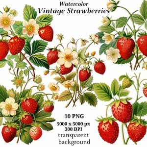 Clipart vintage di fragole - 10 JPNG di alta qualità, grafica stampabile, acquerello, creazione di cartoline, creazione di carta digitale, libri di memoria / #1300