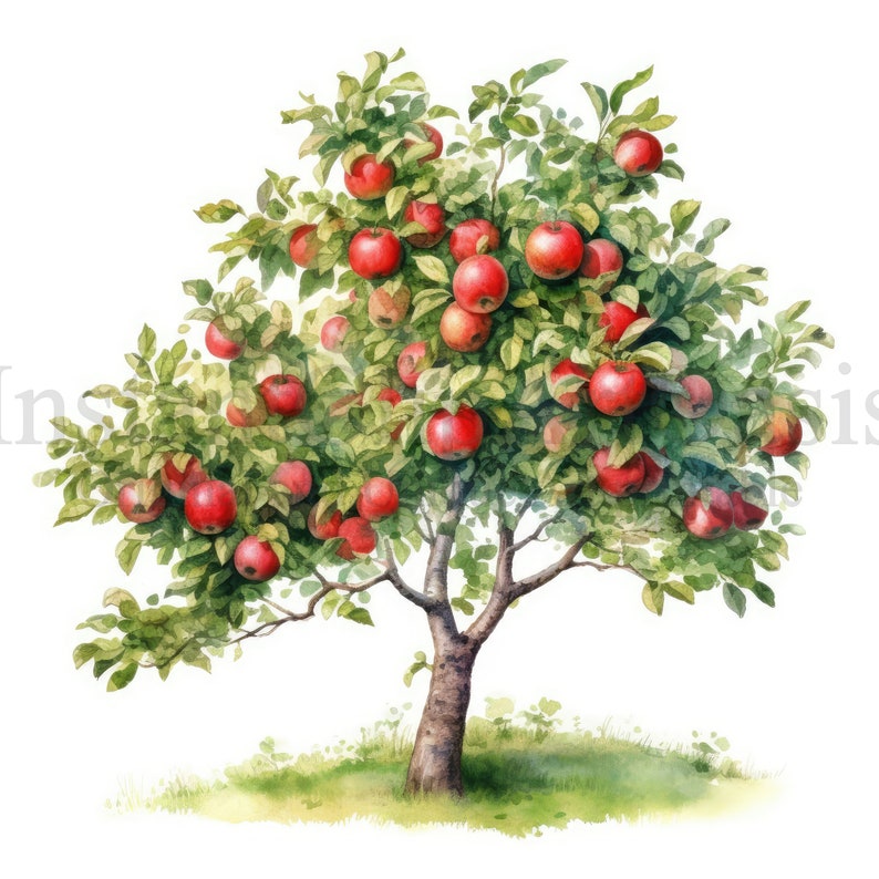 Apple Trees Clipart, 10 High Quality Jpgs, Botanical Art, Digital ...