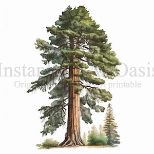 Sequoia Trees Clipart, 10 JPG de haute qualité, Art botanique, Téléchargement numérique, Fabrication de cartes, Journalisation, Artisanat en papier numérique | #301