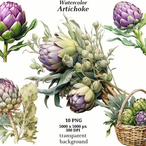 Clipart di carciofo, 10 PNG di alta qualità, Arte botanica, Download digitale, Creazione di cartoline, Diario, Mestiere con la carta digitale / #1353