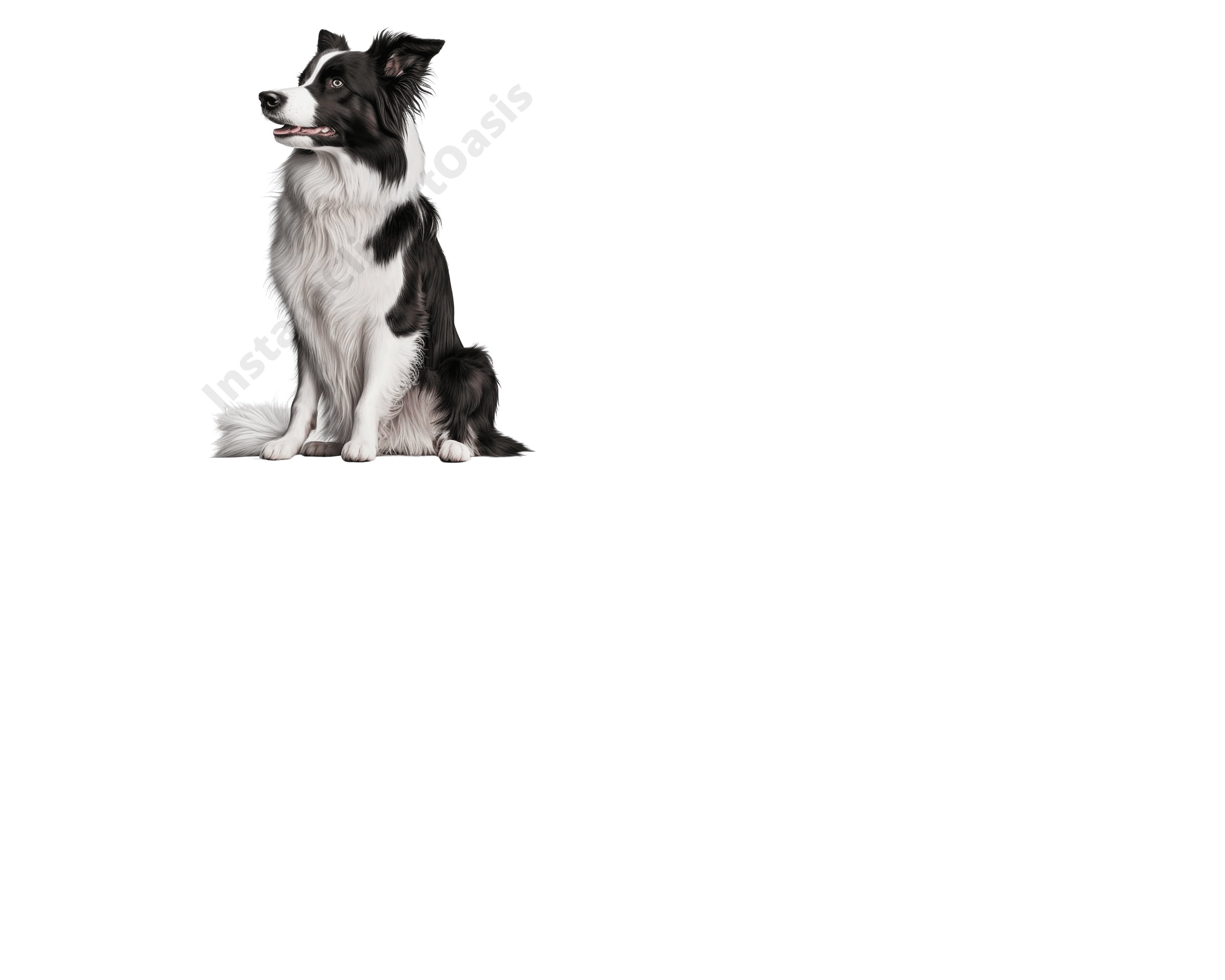 Border Collie Clipart, 9 PNG de alta calidad, arte infantil, descarga  digital instantánea, creación de tarjetas, imágenes prediseñadas de perros  lindos, artesanía de papel digital / #16 - Etsy México, image size:3000x2400