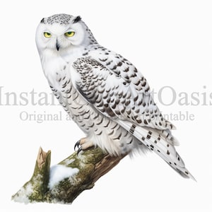 Harfang des neiges Clipart, 10 JPG de haute qualité, Nursery Art | Fabrication de cartes, Clip Art, Impression de hibou, Artisanat en papier numérique, Peinture à l'aquarelle | #406