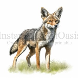Black-Backed Jackal Clipart, 7 High Quality JPGs, Instant Digital Download | Card Making, Jackal Clipart, Digital Paper Craft | #784
