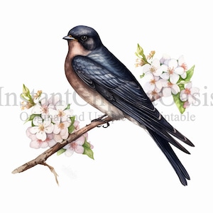 Hirondelle Clipart, 10 JPG de haute qualité, pépinière Art, téléchargement numérique instantané | Fabrication de cartes, Clipart d'oiseau mignon, Artisanat en papier numérique | #366