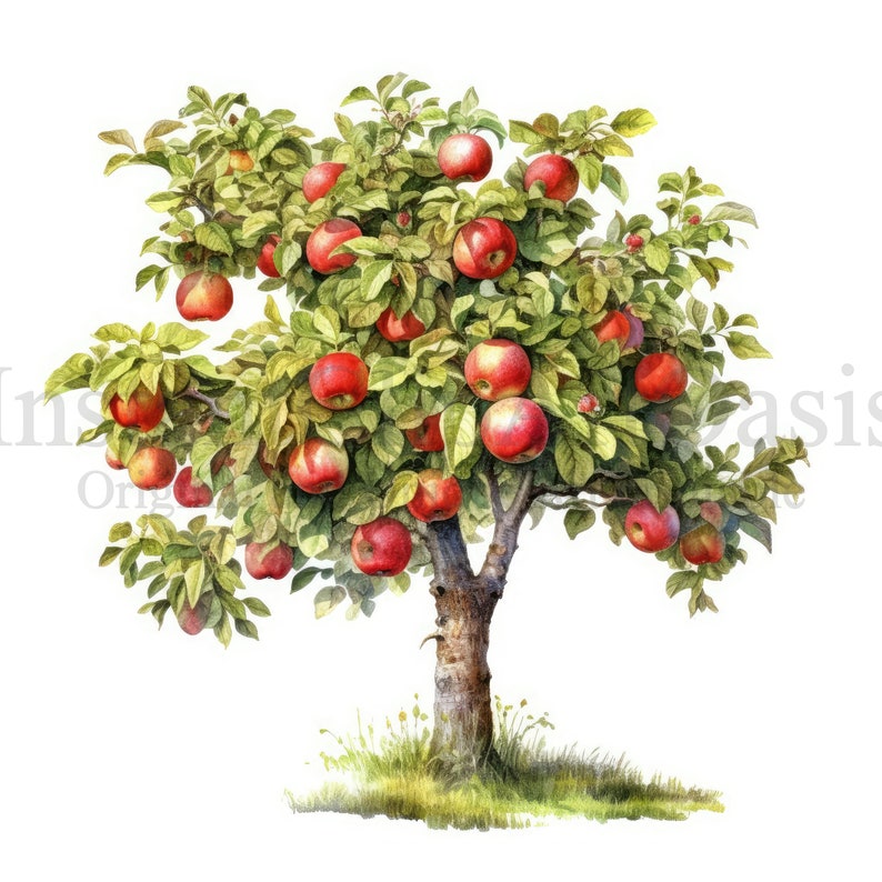 Apple Trees Clipart, 10 High Quality Jpgs, Botanical Art, Digital ...