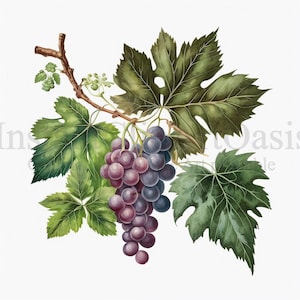 Grape Branches Clipart, 10 High Quality JPGs, Botanical Art, Digital Download, Card Making, Journaling, Digital Paper Craft | #291