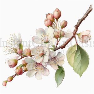 Clipart di rami di ciliegio in fiore, 10 JPG di alta qualità, arte botanica, download digitale, creazione di carte, diario, artigianato con carta digitale / #258