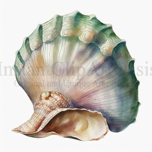 Shell Clipart, 10 High Quality JPGs, Nursery Art, Card Making, Clip Art, Shell Print, Digital Paper Craft, Watercolour Painting | #123