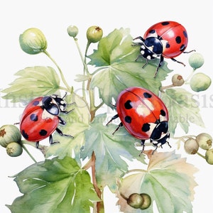 Clipart di coccinelle, 10 JPG di alta qualità, Nursery Art, Download digitale istantaneo / Creazione di carte, Clipart di insetti, Mestiere di carta digitale / #531