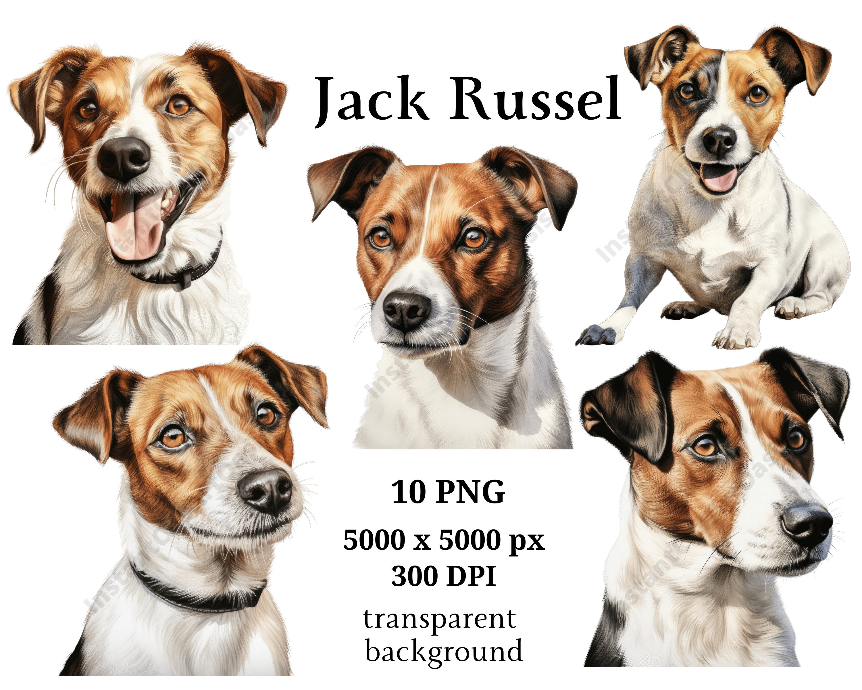 Jack russel België
