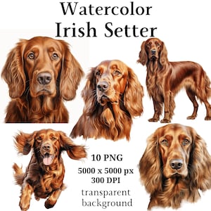 Pode incluir: Pintura em aquarela de um cão Setter Irlandês em várias poses. O cão é retratado em uma cor marrom avermelhada com pelo longo e fluente. A imagem inclui 10 arquivos PNG, cada um de 5000 x 5000 pixels, a 300 DPI, com um fundo transparente.