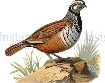 Quail Clipart - 10 High Quality JPGs, Nursery Art, Digital Download | Card Making, Watercolor Quail, Digital Paper Craft | #1166