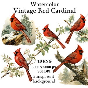 Vintage Red Cardinal Clipart, 10 PNG di alta qualità, Nursery Art, Download digitale / Creazione di carte, Clipart di uccelli, Mestiere di carta digitale / #994