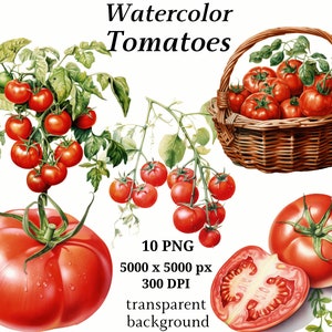 Tomaat Clipart - 10 hoogwaardige JPNG's, afdrukbare afbeeldingen, aquareltomaat, kaart maken, digitale papierkunst, geheugenboeken | #1255