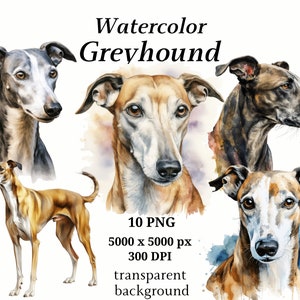 Greyhound Clipart - 10 PNG de haute qualité, Planificateur numérique, Aquarelle Greyhound, Fabrication de cartes, Journalisation, Téléchargement numérique #1237