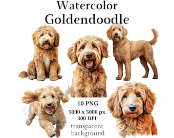 May include: Four watercolor illustrations of Golden Doodle dogs. The dogs are in different poses, including sitting, standing, and running. The illustrations are on a white background.