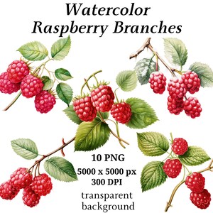 Raspberry Branches Clipart - 10 High Quality PNGs, Digital Download, Watercolo, Botanical Clipart, Printable Graphics, Journaling | #1177