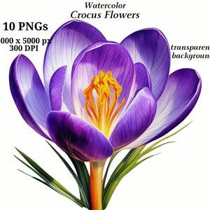 Peut inclure: Une peinture à l'aquarelle d'une fleur de crocus violette avec un centre jaune. La fleur est en fleurs et a des feuilles vertes. L'arrière-plan est transparent.