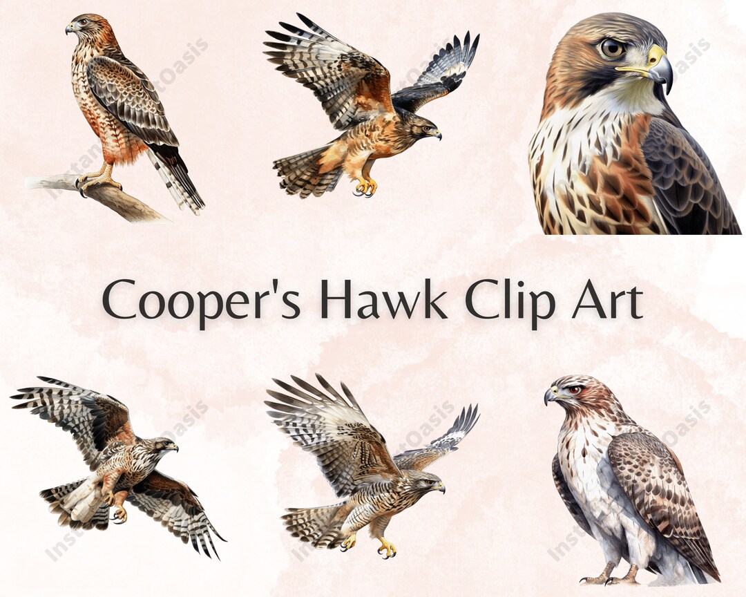 10 High Quality Pngs - Cooper's Hawk Clipart, Nursery Art, Instant ...