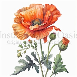 Poppy Clipart, 10 High Quality JPGs, Botanical Art, Instant Digital Download | Card Making, Botanical Clipart, Digital Paper Craft | #223