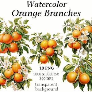 Może przedstawiać: Aquarela przedstawiająca gałęzie pomarańczy z dojrzałymi pomarańczami i białymi kwiatami. Gałęzie są zielone, a pomarańcze mają żywy pomarańczowy kolor. Obraz jest na białym tle.