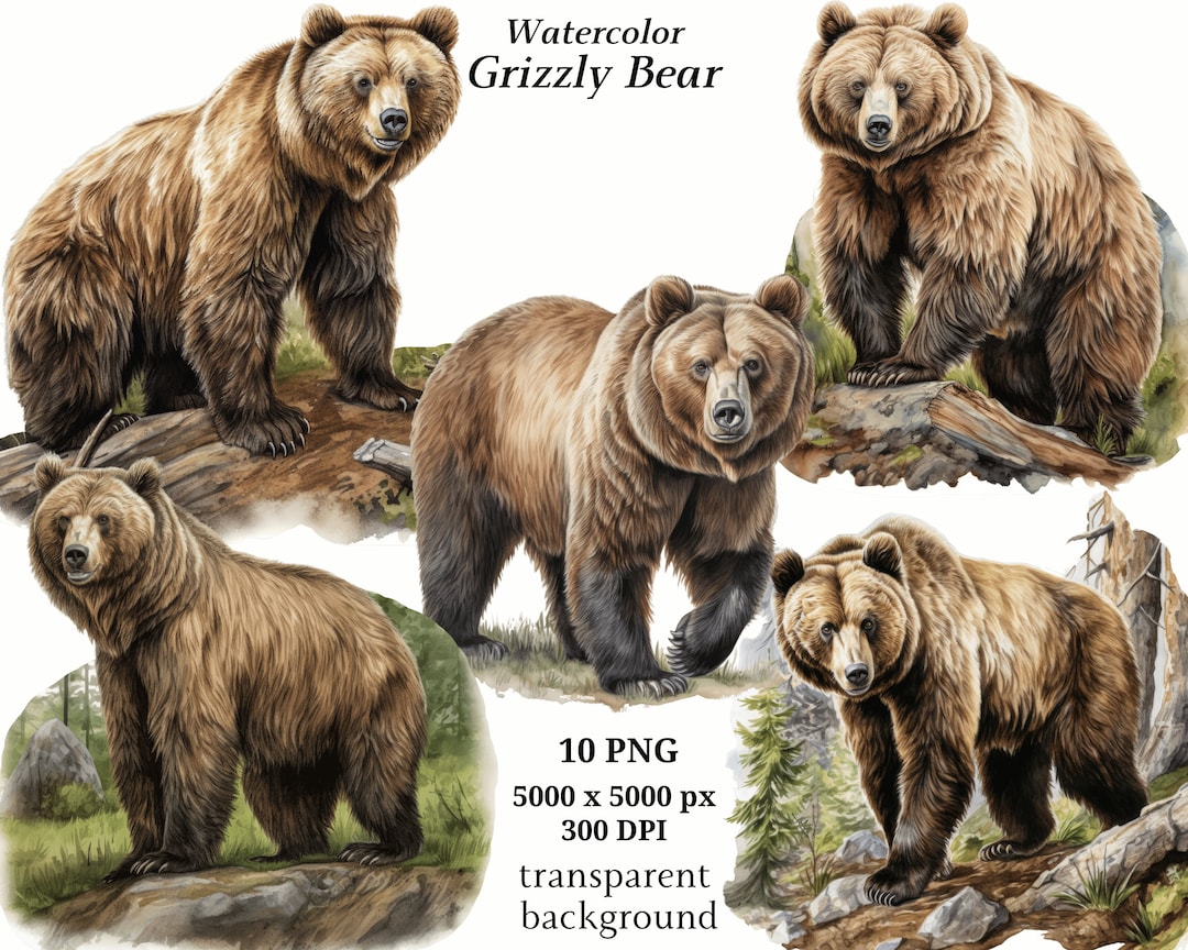 Grizzly Bear Clipart, 10 High Quality Pngs, Digital Download, Card Making, Bear Print, Printable ...