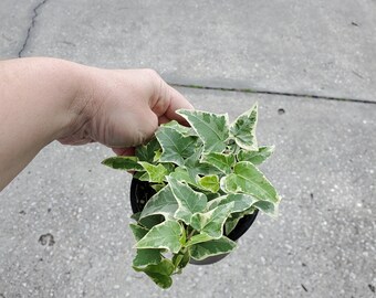 English Ivy variegated starter plant (All starter plants require you to purchase 2 plants)