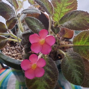 Episcia: Teddy Bear starter plant (All starter plants require you to purchase 2 plants)